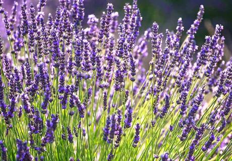 Flores de lavanda