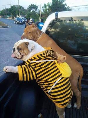 ¡Que vienen los reyes … Y las reinas magas!