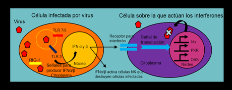 ¿Cómo evaden los virus al Sistema Inmune?