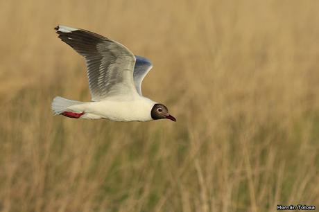 Primera salida del año