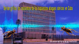 Serían grillos los causantes de los supuestos ataques sónicos en Cuba [+ podcast]