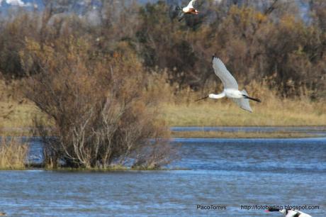 ESPÁTULA Y CUCHARAS