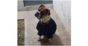 Maltrato Animal, Una Dolorosa Constante