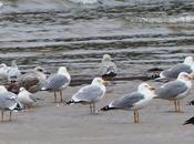 Unas cuantas argénteas