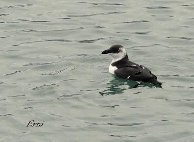 UN ALCA... DE MOMENTO