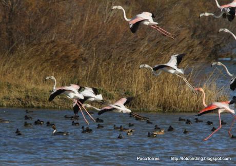 Flamencos volando