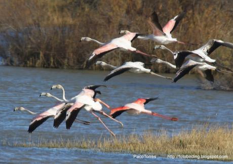 Flamencos volando