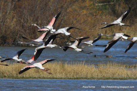 Flamencos volando