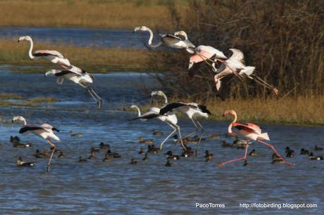 Flamencos volando