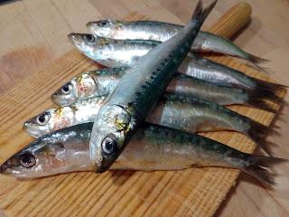 LACHAS (ALOSAS) FRITAS EN ESCABECHE