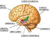 Identifican factor clave conduce convulsiones