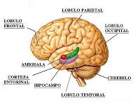 Identifican el factor clave que conduce a las convulsiones Identifican el factor clave que conduce a las convulsiones