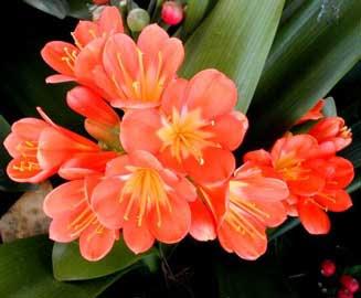 clivia-miniata-flores ESTAS SON LAS FLORES DE SUDAFRICA