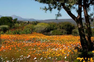 18-septiembre-2010-16-35-00-sudafrica-flores-silvestres_detalle_media ESTAS SON LAS FLORES DE SUDAFRICA