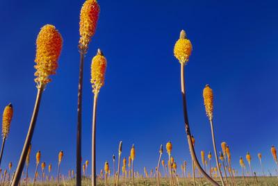 1298758089_850215_0000000000_sumario_normal ESTAS SON LAS FLORES DE SUDAFRICA