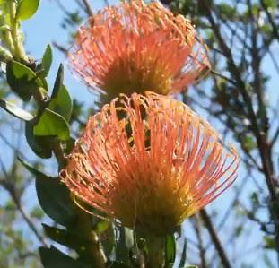 sudafrica-jardines-flores-paisajes-flor ESTAS SON LAS FLORES DE SUDAFRICA