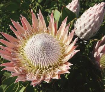 protea-flor-nacional-sudafrica ESTAS SON LAS FLORES DE SUDAFRICA