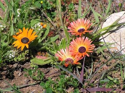 Wildflowers-Western_Cape-P9200061 ESTAS SON LAS FLORES DE SUDAFRICA