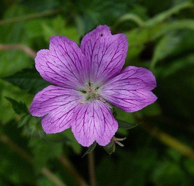 Geranium-endressii1 ESTAS SON LAS FLORES DE SUDAFRICA