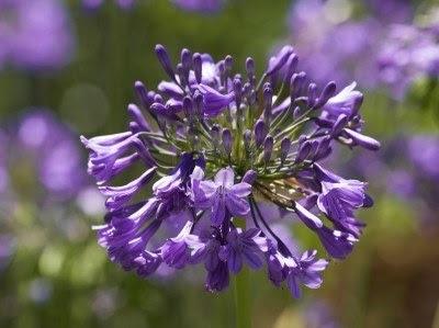 3663267-una-foto-de-las-flores-hermosas-en-sudafrica ESTAS SON LAS FLORES DE SUDAFRICA