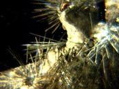 Nuevo vídeo BEHEMOTH “Ecclesia Diabolica Catholica”