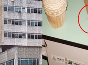 Pésima higiene hospital Cuba: cucarachas ratones campean anchas