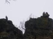 Fauna Sierra Norte Guadalajara