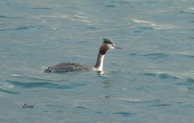 COLIMBO ÁRTICO Y SOMORMUJO CUELLIRROJO EN RAOS