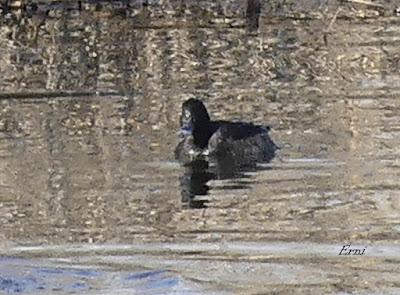 COLIMBO ÁRTICO Y SOMORMUJO CUELLIRROJO EN RAOS