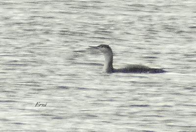 COLIMBO ÁRTICO Y SOMORMUJO CUELLIRROJO EN RAOS