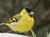 Aves mirador Inalco