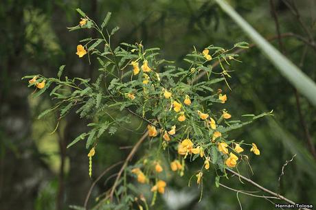 Algodonillo (Aeschynomene montevidensis)
