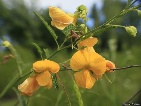 Algodonillo (Aeschynomene montevidensis)