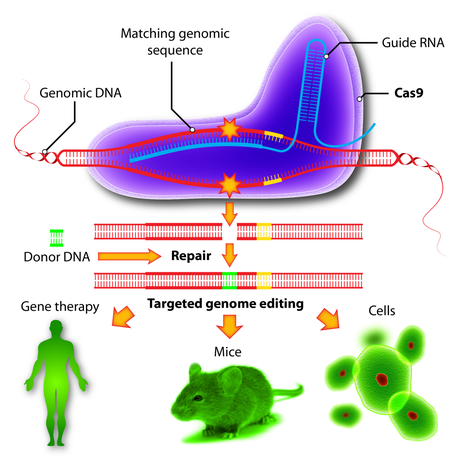 Ahora sí, CRISPR ya está en clínica humana