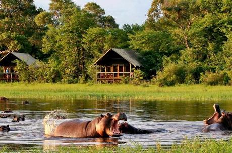 hipopotamos en reserva Moremi con bungalows al fondo