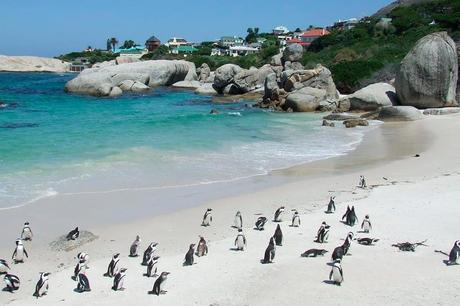 Mi reciente Gran Viaje a Sudáfrica & Botswana Pinguinos en Boulders Beach