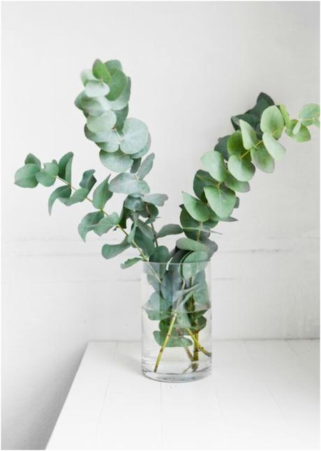 7 plantas que ayudan a subir el ánimo 7 plantas que ayudan a subir el ánimo