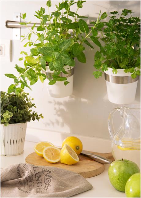 7 plantas que ayudan a subir el ánimo 7 plantas que ayudan a subir el ánimo