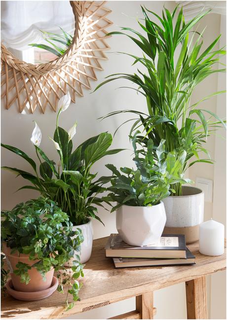 7 plantas que ayudan a subir el ánimo 7 plantas que ayudan a subir el ánimo