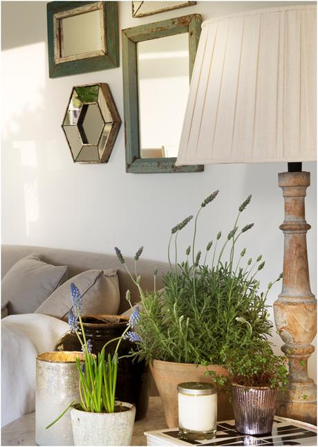 7 plantas que ayudan a subir el ánimo 7 plantas que ayudan a subir el ánimo