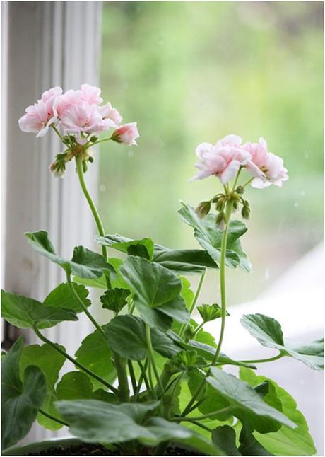 7 plantas que ayudan a subir el ánimo 7 plantas que ayudan a subir el ánimo