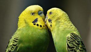 La Historia Tras El Video Viral “adiós Chimuelo” La Historia Tras El Video Viral “adiós Chimuelo”