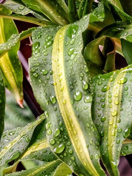 Gotas de lluvias sobre ojas de planta Palo de agua.