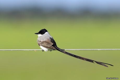 Salida realizada al sur de Entre Ríos (24-25 de noviembre)