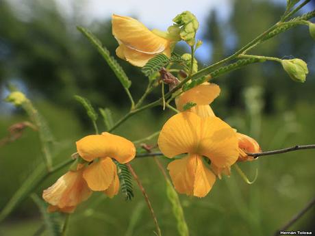Salida realizada al sur de Entre Ríos (24-25 de noviembre)