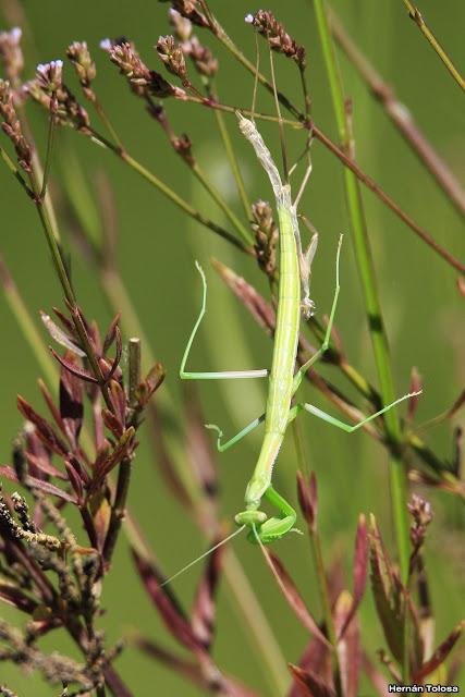 Salida realizada al sur de Entre Ríos (24-25 de noviembre)