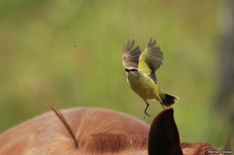 Salida realizada al sur de Entre Ríos (24-25 de noviembre)