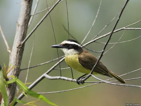 Salida realizada al sur de Entre Ríos (24-25 de noviembre)