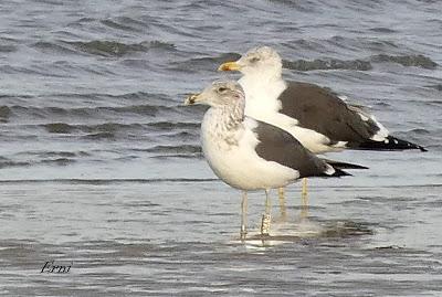 FIDELIDAD INVERNANTE DE LAS GAVIOTAS