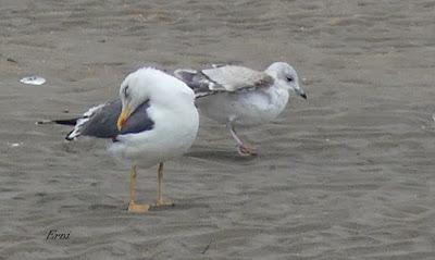 FIDELIDAD INVERNANTE DE LAS GAVIOTAS